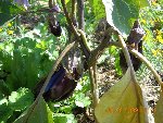 Aubergines Greffées.jpg