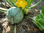 Courgette ronde de Nice.jpg