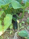 Courgette Verte.jpg