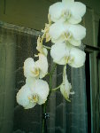 phala