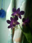 dendrobium