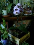 mes orchidées 015.jpg