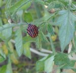Insecte.jpg