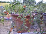Resize of 30 06 09 026.jpg