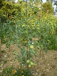 Resize of Rotation of 30 06 09 014.jpg