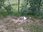 Paëlla et cocottes 066 (Medium).jpg