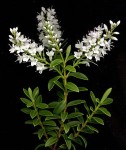 hebe buxifolia.jpg