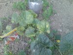 les feuilles jaunissent