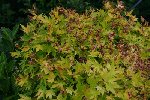 Acer.JPG