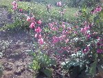 Photo0576.jpg