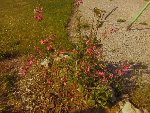Photo0578.jpg