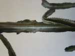 DSC02029.JPG