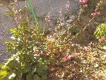 Photo0583.jpg