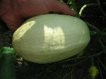 Courge spaghetti.jpg