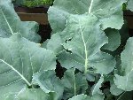 Jardin et fleur 071bon.jpg
