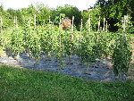 tomates17.jpg