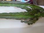 DSC02030.JPG