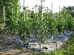 tomates16.jpg