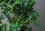 bonsai2.jpg