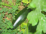 IMG_0028.JPG
