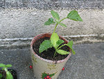 IMG_0018.JPG