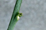 IMG_4154.JPG