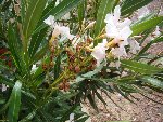 DSC00840.JPG