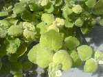 DSC00001.JPG