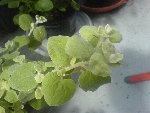 DSC00003.JPG