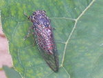 cigale 006.JPG