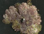 Peltigera canina.jpg