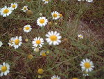 fleur1 forum.jpg
