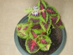 plantes 002BIS.jpg