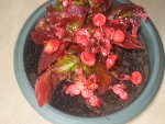 plantes 003BIS1.jpg