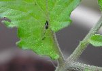 Insecte.JPG