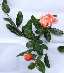 DSCF2262.JPG