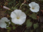 fleur blanche.jpg