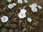 fleurs blanches.jpg