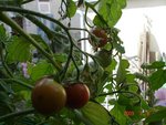 Ampeltomate Himbeerfarbig 6 07 09 modiff.JPG