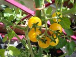 aunt ruby's yellow cherry 06 07 09 modif.JPG