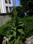 P1050646pour au jardin.jpg