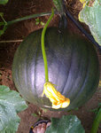 courge.jpg