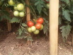 Tomate.jpg