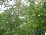 prunelles?,