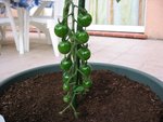 tomate 60.jpg