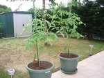 tomate 58.jpg