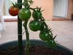 premiere tomate cerise qui rougit (tombée ce matin d ailleurs est ce normal?)