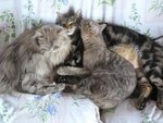 elle est pas belle la cohabitation mâle et femelles...