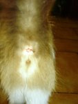 un chat c'est beau même jusque là...!!!