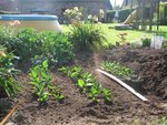 canna_010709_a.jpg